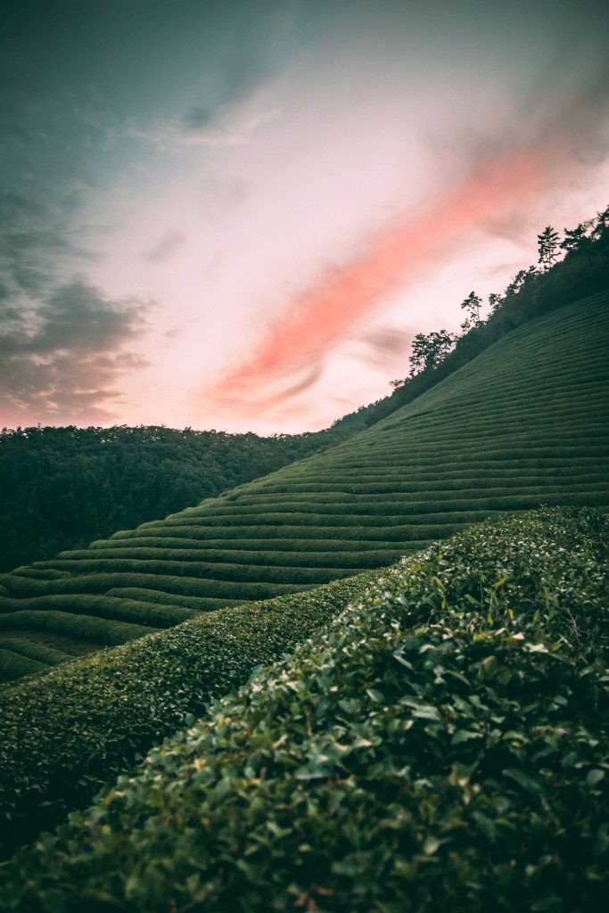 A Tea Farm
