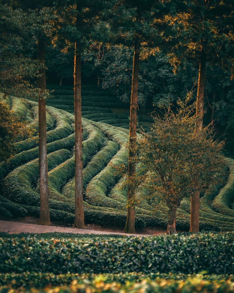 A Tea Farm